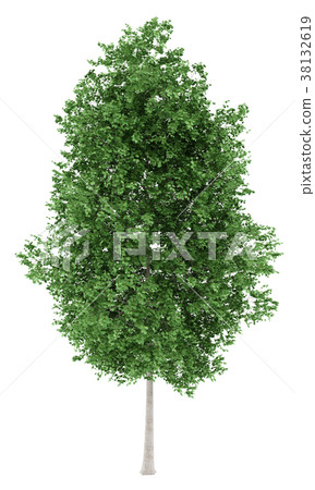 tulip tree isolated on white background tulip tree isolated on white background 38132619