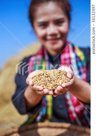 paddy rice in farmer woman hand 38132897