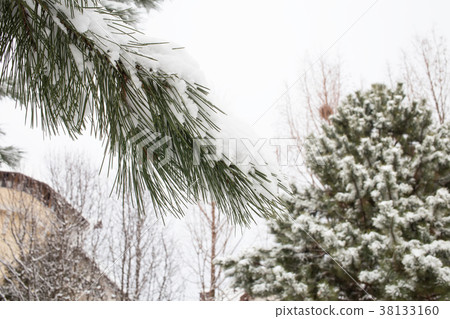 Snow covered trees. 38133160