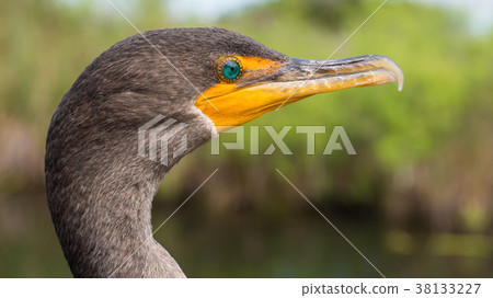 Double-crested cormorant  38133227
