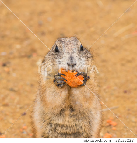 Prairie dog eating a carrot 38133228