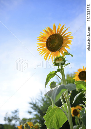 Blue sky and sunflower 38133288