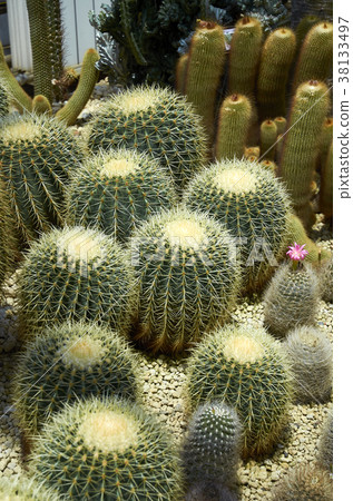 Kumho, cactus 38133497