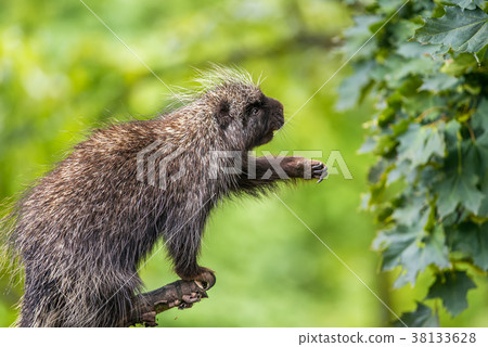 North American porcupine reaching for leaves North American porcupine reaching for leaves 38133628