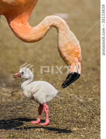 Baby bird of the American flamingo Baby bird of the American flamingo 38133639