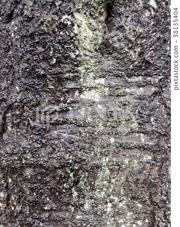 Cherry tree bark Cherry tree bark 38135404