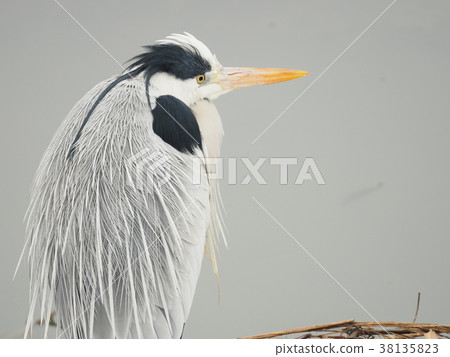 Gray heron Gray heron 38135823