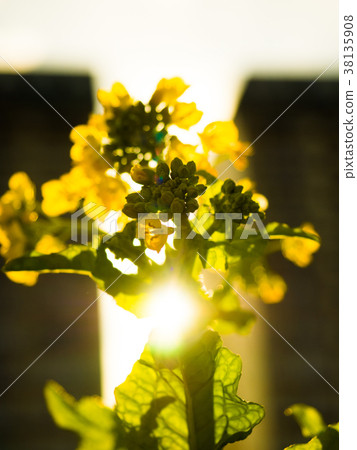 Nano Hana-canola flower 38135908