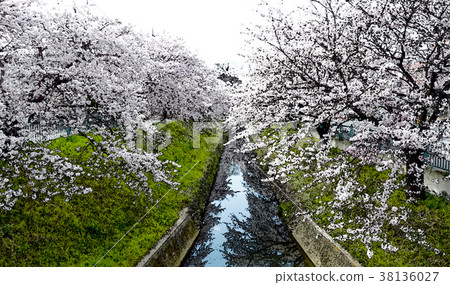 Cherry blossom season Cherry blossom season 38136027
