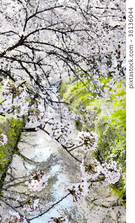Cherry blossom season Cherry blossom season 38136044