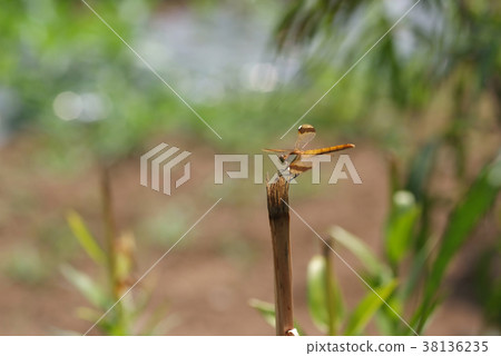 Miyama Akane _ Female to Take a Break 38136235