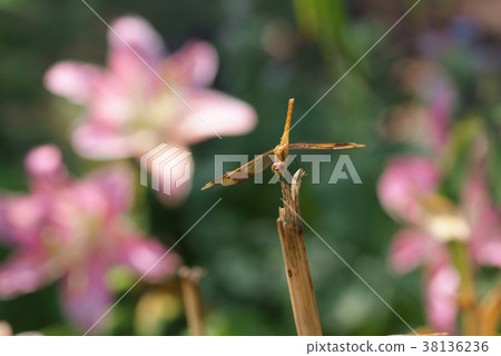 Miyama Akane _ Female in the Summer Garden Miyama Akane _ Female in the Summer Garden 38136236