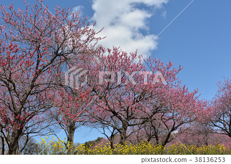 Flower peach 38136253