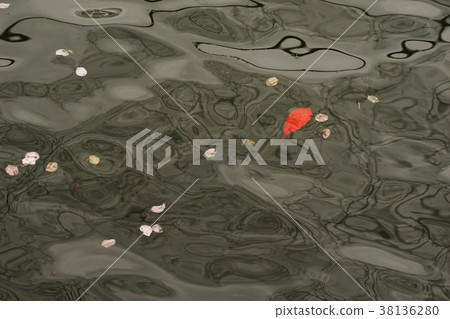 Cherry blossoms 38136280