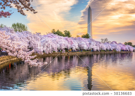 Washington DC, USA in Spring Washington DC, USA in Spring 38136683