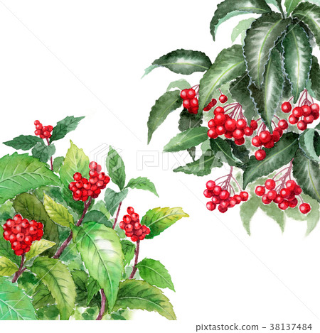 水彩畫的紅色綠色 水彩畫的紅色綠色 38137484