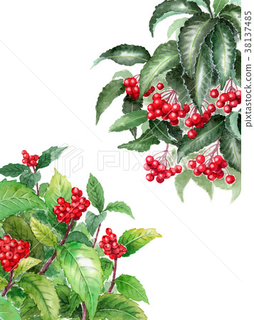 水彩畫的紅色綠色 水彩畫的紅色綠色 38137485