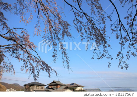 Weeping cherry blossom and private house 38137567