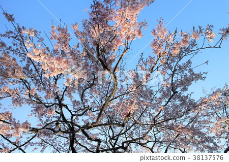 Spring morning cherry blossoms Spring morning cherry blossoms 38137576