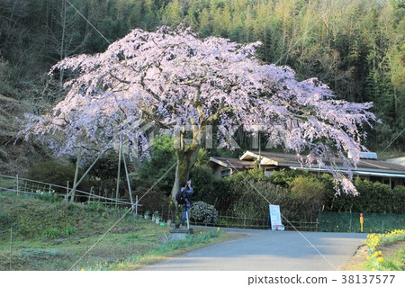 Take a sprig cherry tree Take a sprig cherry tree 38137577