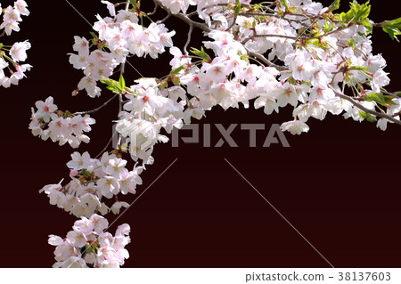Background material _ cherry blossom, frame Background material _ cherry blossom, frame 38137603