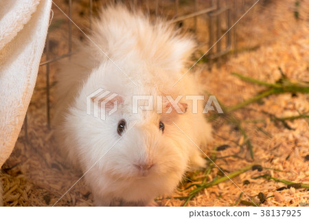 A dumb-faced guinea pig A dumb-faced guinea pig 38137925