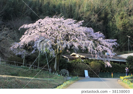 Weeping cherry blossoms located in the western part of the house 38138003