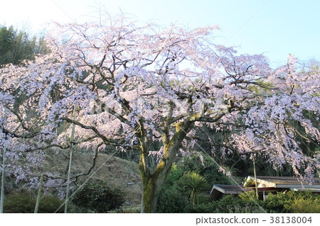 Spear cherry blossoms located in a western house Spear cherry blossoms located in a western house 38138004
