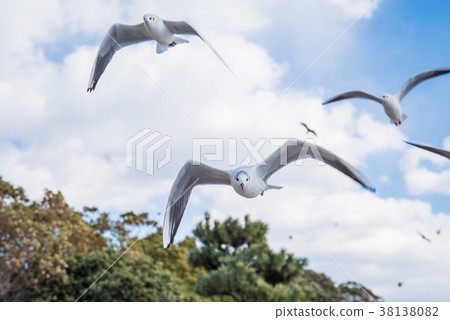 竹島的Ulysimo 38138082