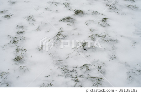 Green grass covered with white snow in winter in 38138182