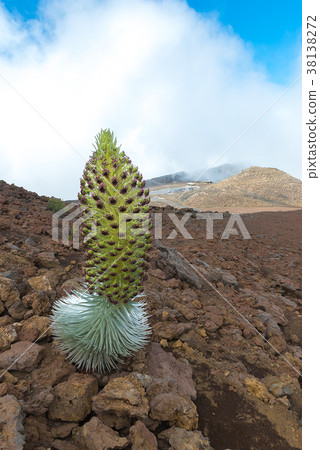 Ahinahina on the mountain Ahinahina on the mountain 38138272