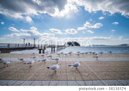 Takeshima和鷗鷗 38138374