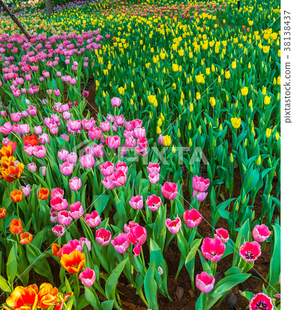 Colorful tulips with beautiful bouquet background 38138437