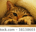 Cat Kizitra 38138603