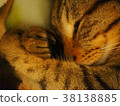 Cat Kizitra 38138885