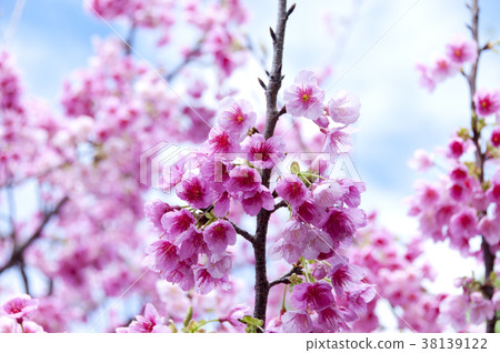 櫻花 38139122