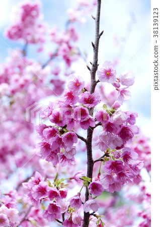 Cherry blossoms 38139123