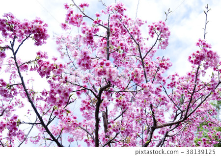 Cherry blossoms 38139125