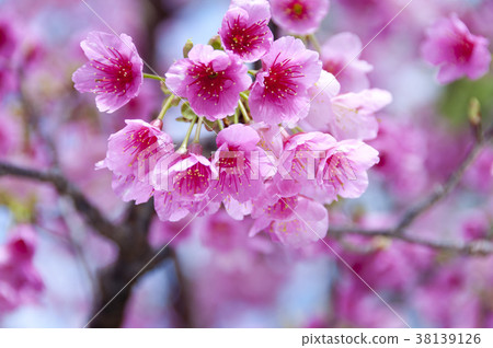 Cherry blossoms 38139126