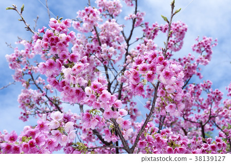 櫻花 38139127
