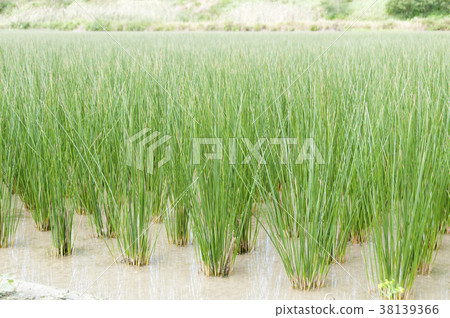 Beag（草）領域 38139366