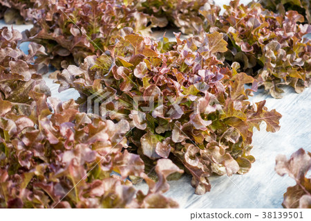 Red Oak leaf lettuce in the garden 38139501