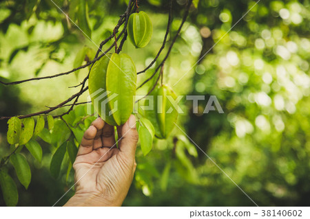 hand hold green star apple fruit on the tree. 38140602