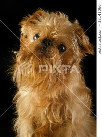 Portrait of a Griffon on a black background Portrait of a Griffon on a black background 38141060