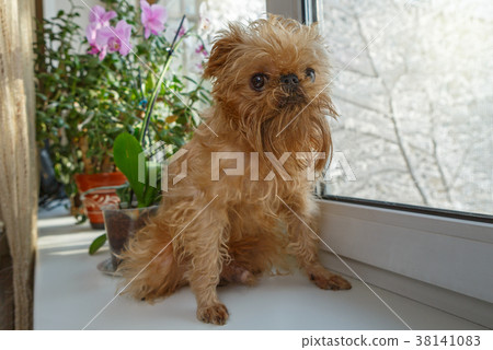 Dog Griffin looks out the window 38141083