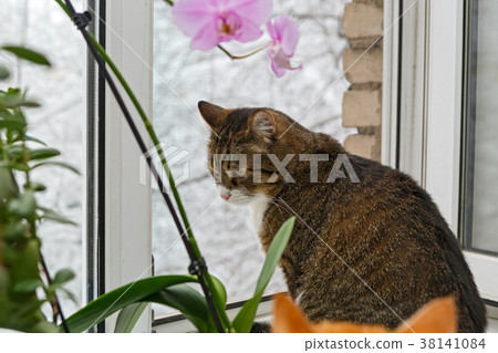 Domestic cat sitting on windowsill Domestic cat sitting on windowsill 38141084