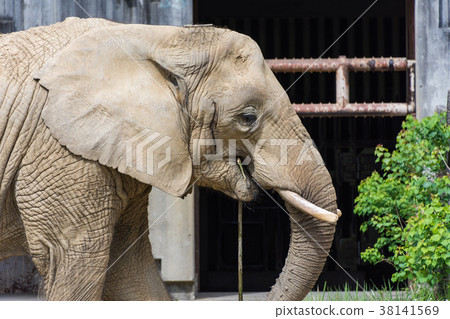 Elephant at Higashiyama Zoo Elephant at Higashiyama Zoo 38141569