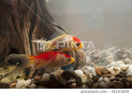 Fish in an aquarium Fish in an aquarium 38141609