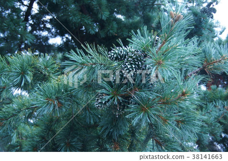 It is called the large five leaf pine nut Korean five leaf, but it is also distributed in Japan 38141663