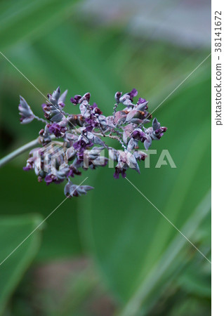 水美人蕉花語言“活潑” 38141672